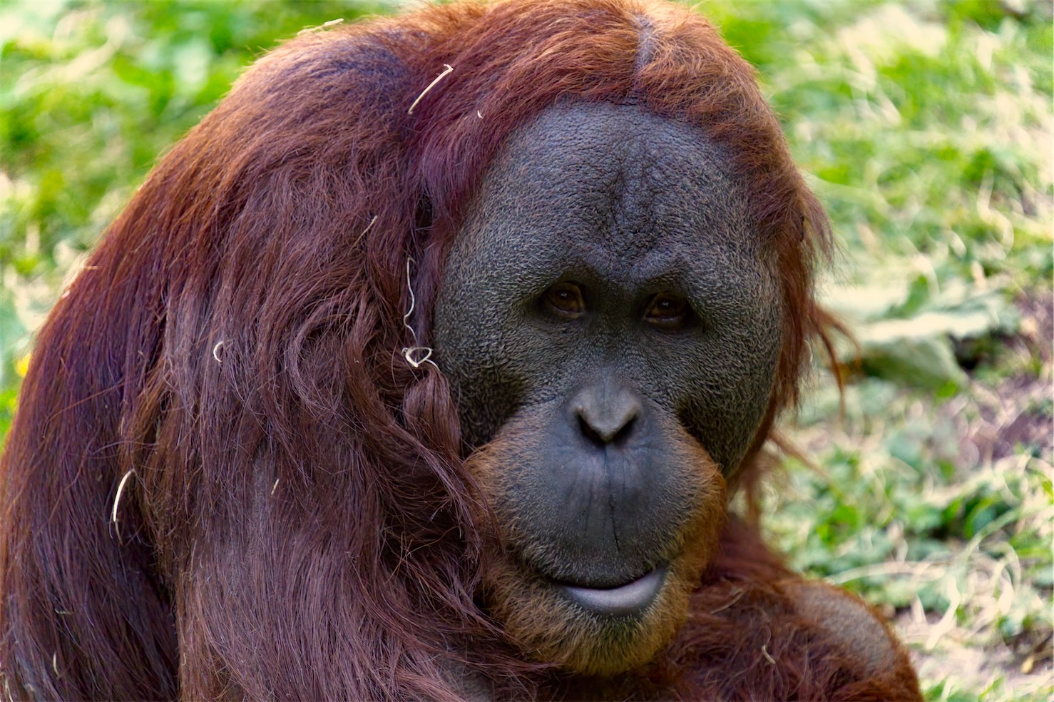 Orangutan 06 03